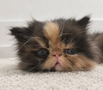 Persian 