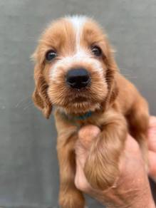 ENGLISH COCKER SPANIEL PUPPIES C40 🌻 Male