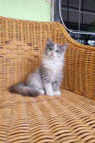 Siberian female pastel calico kitten bole bayar 2x