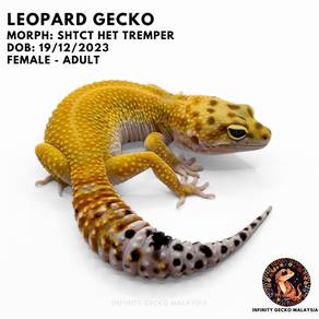 Leopard Gecko Malaysia SHTCT Super Hypo Tangerine