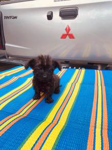 Maltipoo puppy