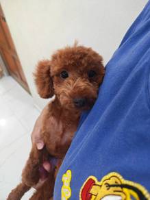 Promo! 5 months old Toy poodle 1309B