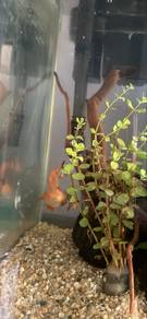 Tiger Barb Free