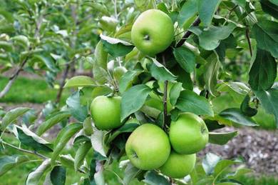 Live Plant Australia Green Apple 7 years plants