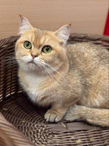 Munchkin BSH