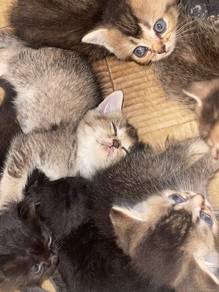 BSH Golden Kittens