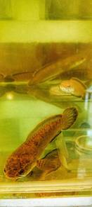 Channa Limbata 