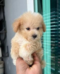 maltipoo&&&&