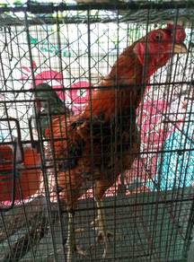 Anak Pakoy kaki pukul tiada belas kasihan