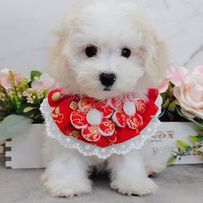 Maltese
