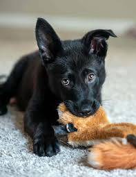 QQQ555 German Shepherd MKA reg puppies