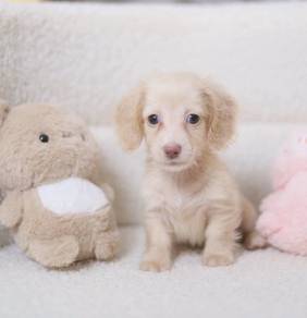 MINIATURE DACHSHUND Puppies  VIP67🐻 Male~Female