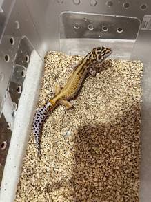 Gecko 