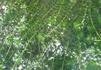 hydrilla 