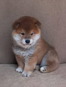 J248 Bubble of love Shiba Inu Fox Face Curly Tail