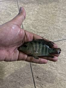 ikan mayan
