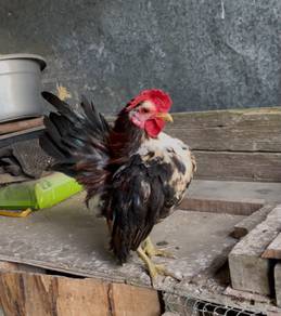 Ayam serama sepasang