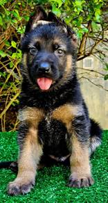 GERMAN SHEPHERD PUPPIES GSD77 - Boy Girl