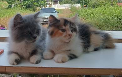 persian