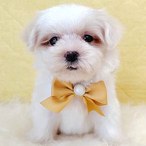 Maltese