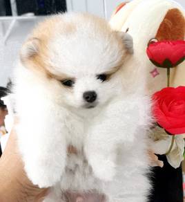 HHV_9122 Orange White color tiny Pomeranian