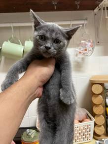 Male Mixed Scottish & BSH Kitten for Sale