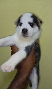 Handome husky blue eyes