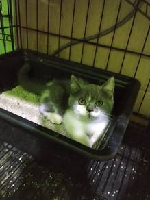 Bsh Female 