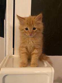 Persian Orange Mainecoon Kitten
