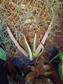 Anak pokok aloverra gold