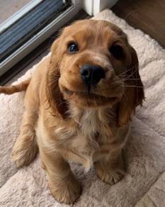 Skittering English Cocker Spaniel Sweet Face Puppy