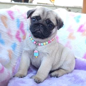 pug puppies 