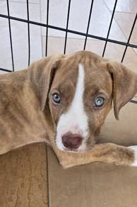 Pittbull Terrier 