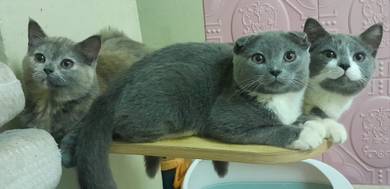 BSH kitten