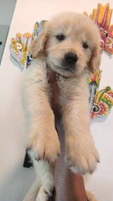 Golden retriever 