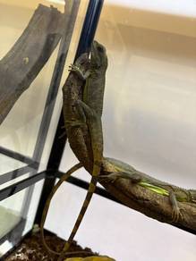 Chinese Water Dragon
