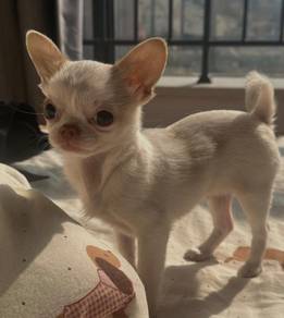 Chihuahua