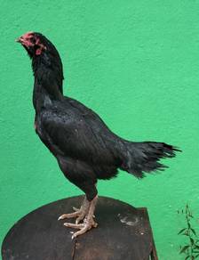 Induk Batang Kaki