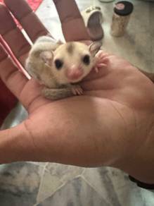 Sugar Glider (Baby)