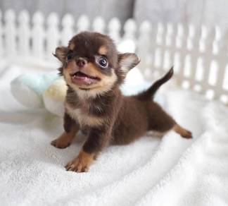 CHIHUAHUA PUPPIES VIP39🌷Head Apple Bonnie Dog