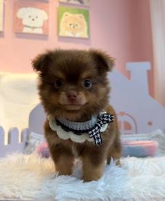 Long Coat Chihuahua male 🐾