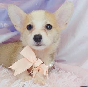 Welsh Corgi