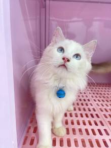 ragdoll