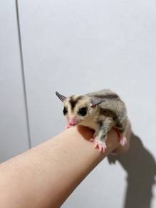 white face Mosaic Sugar Glider Female - Photo ✅
