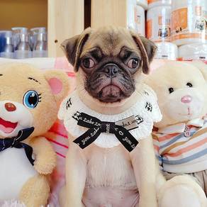 Pug
