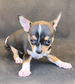 gorgeous chihuahua puppy, apple head, short legs