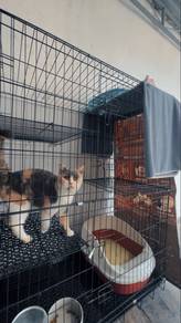 British Shorthair / Bsh dilute calico / female
