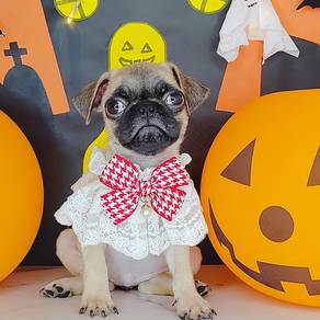 Pug