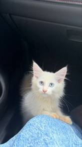 Mainecoon Kitten
