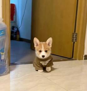 Welsh Corgi